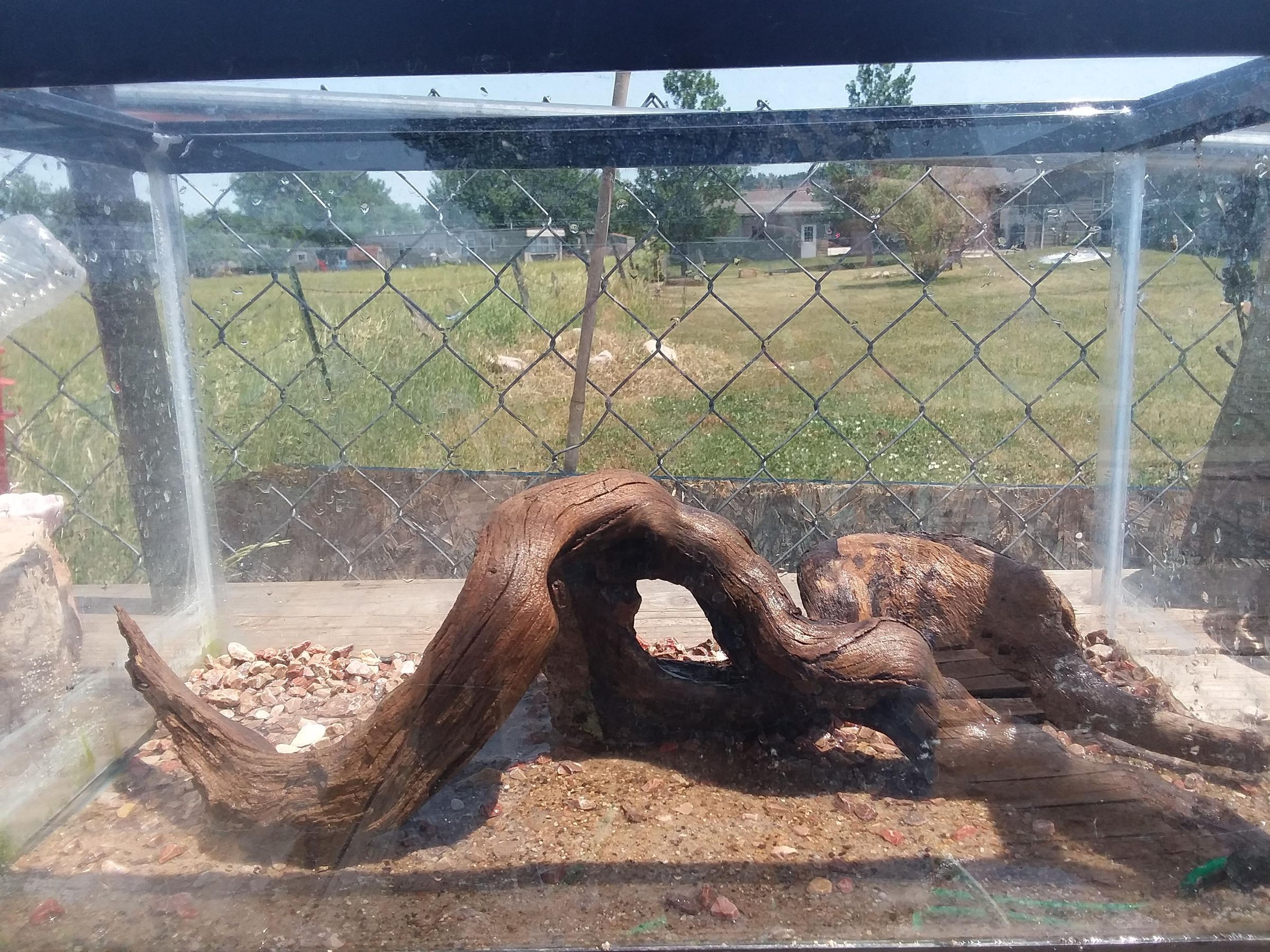 Baby Turtle Tank Setup 6 Steps Instructables