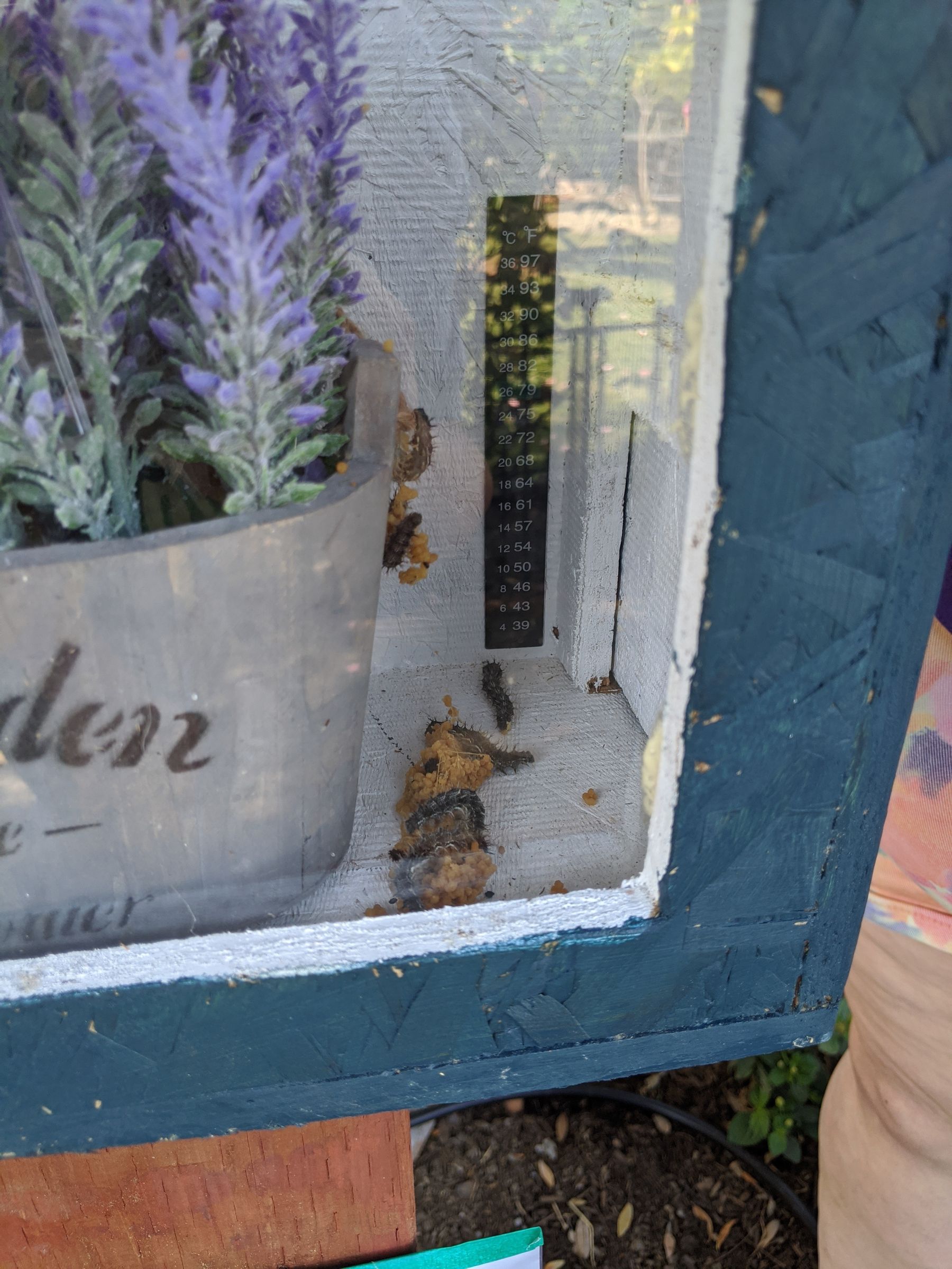 Butterfly Garden Boxes 5 Steps (with Pictures) Instructables