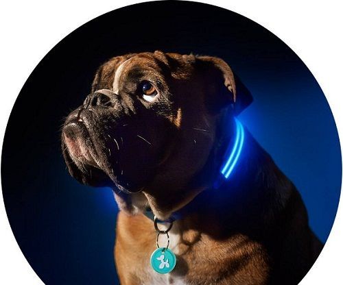 Stay Safe at Night When Walking Your Dog