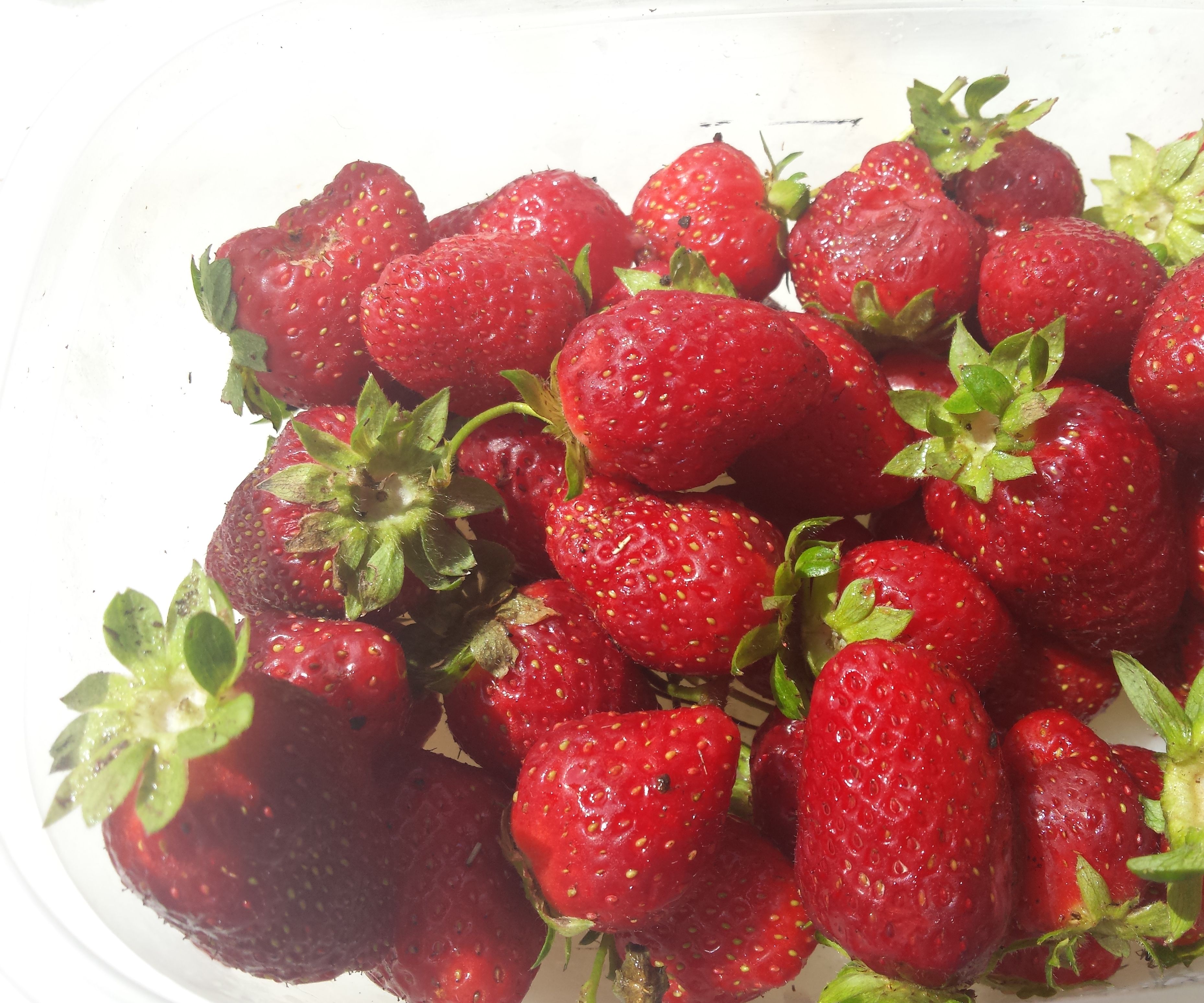 Grow Your Own Great Strawberries