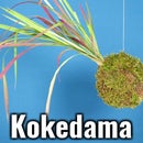 Kokedama String Garden