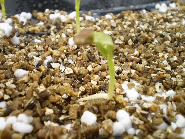 How To Make A Simple Incubator For Germination