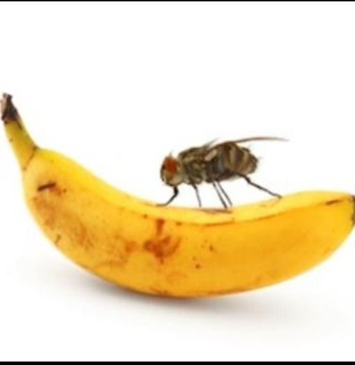 How To Keep Fruit Flys Away In Your House