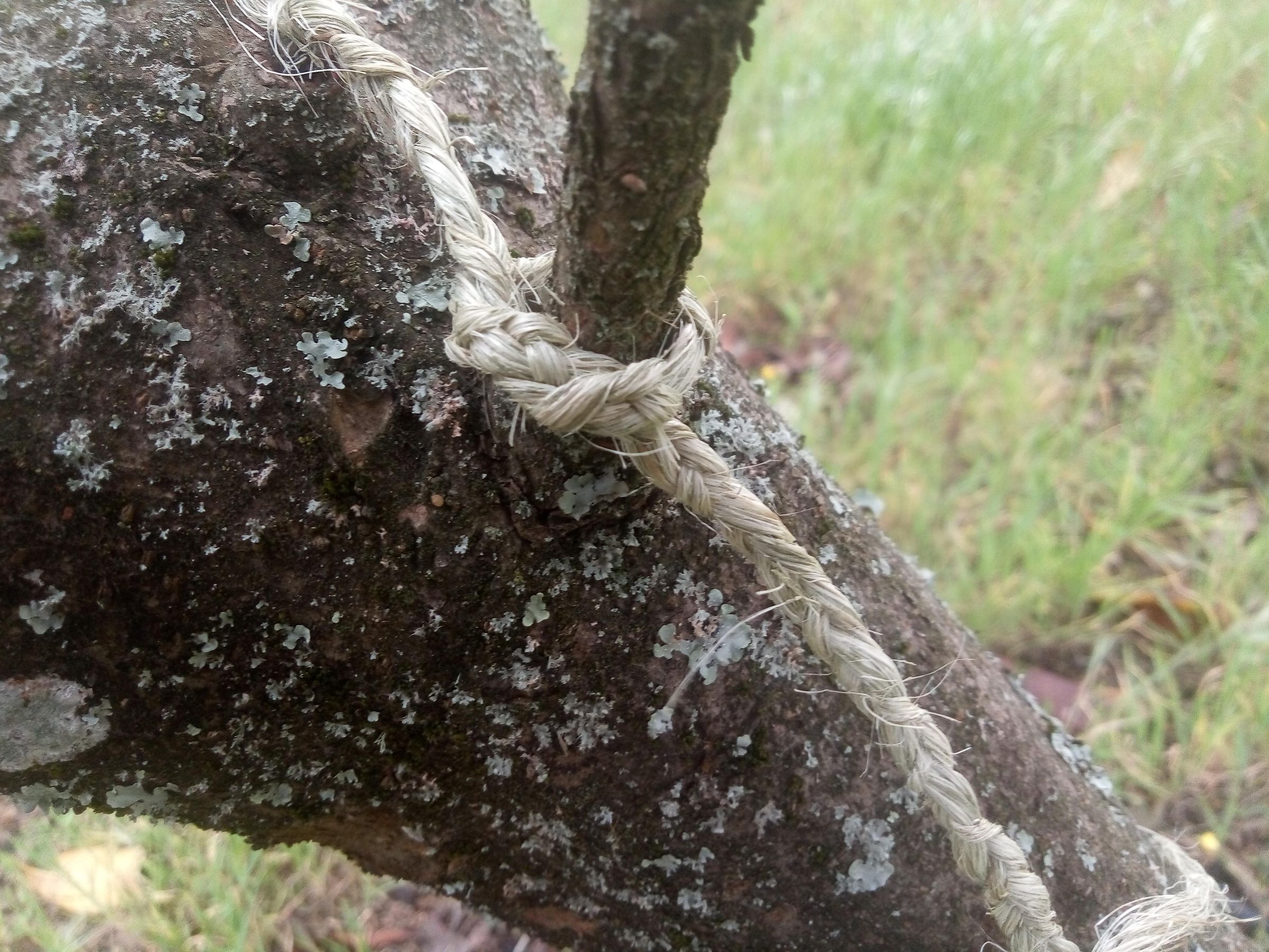 How to Make Rope / String With Natural Plant Fibers : 6 Steps (with ...