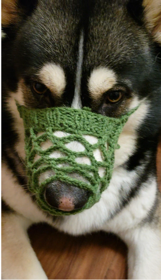 Gentle for Whiskers and Environmental Friendly Dog Muzzle 5 Steps with Pictures Instructables