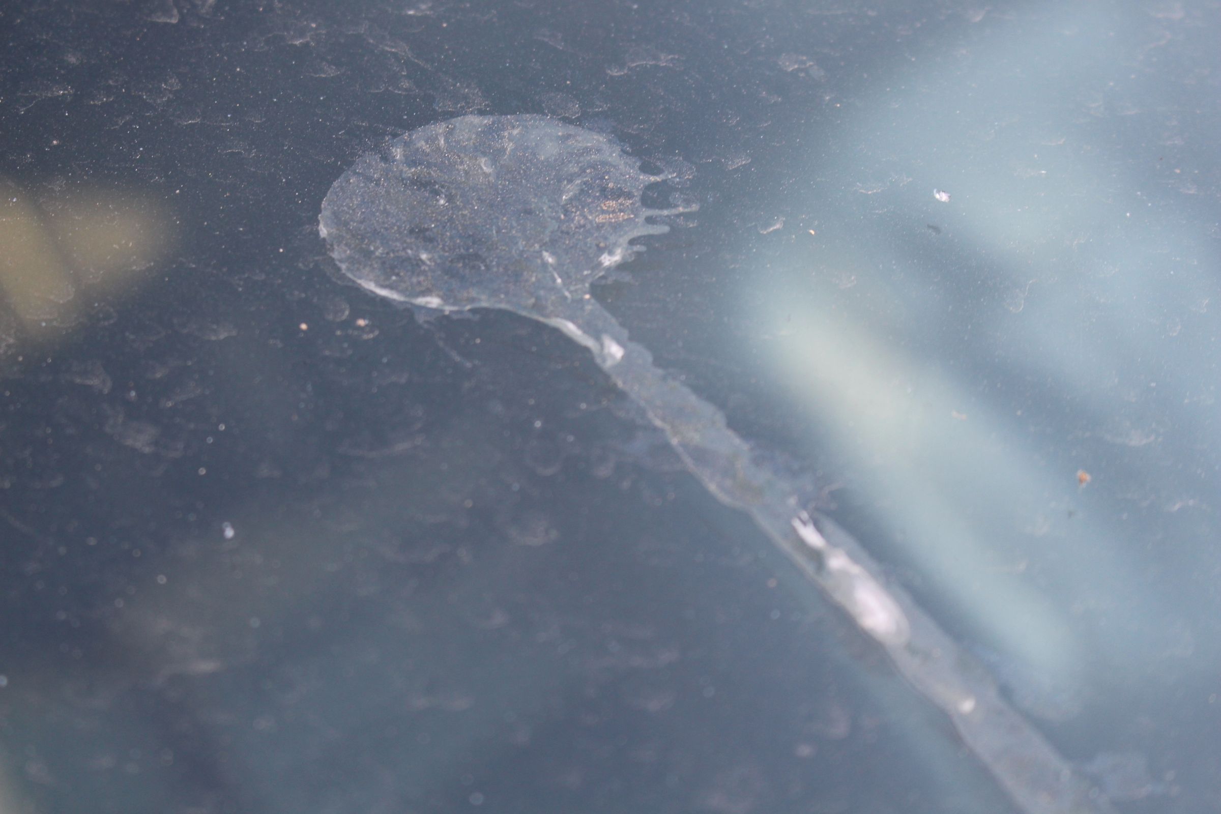 Quick and Easy Bird Scare - AKA the Auto Defender