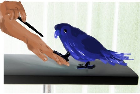 How to Train Birds 101