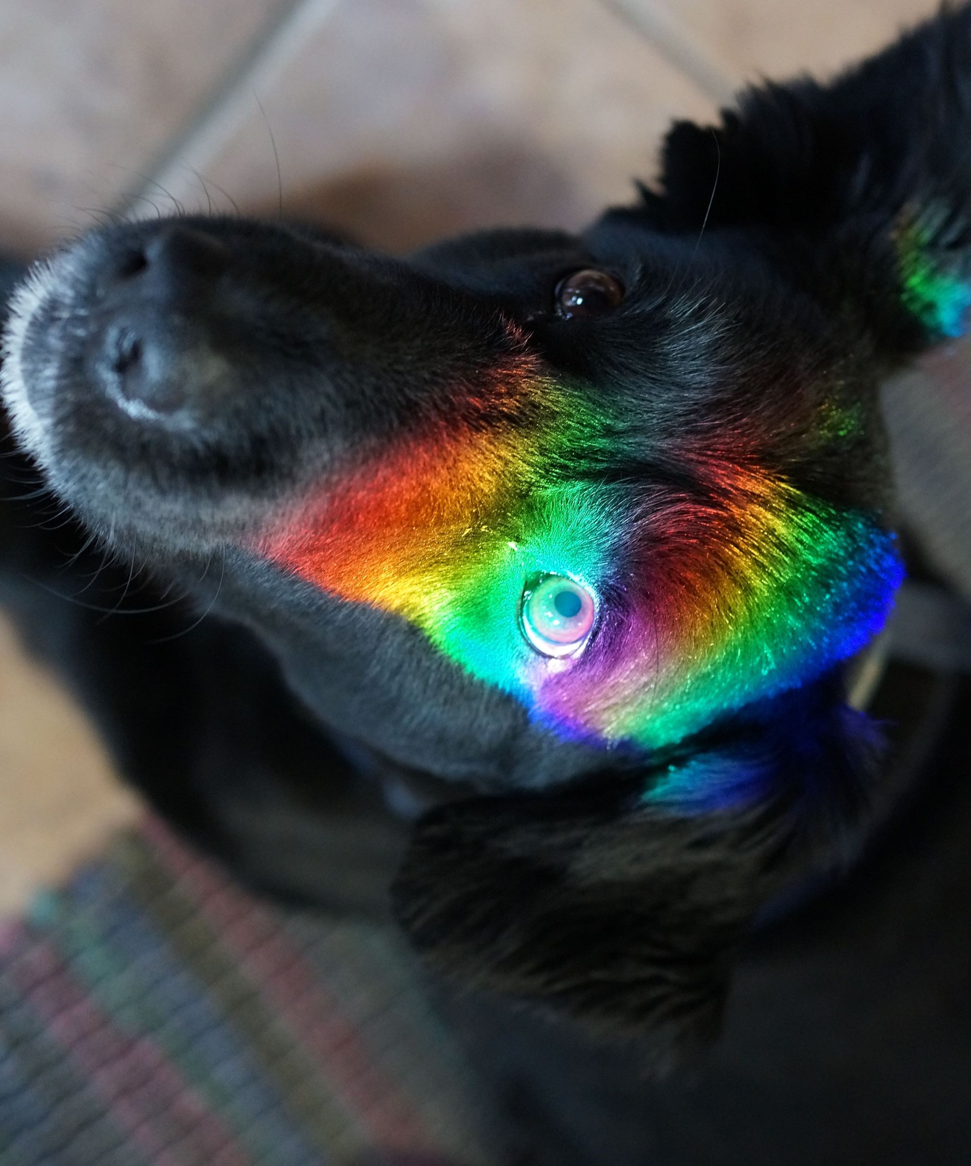 Morris the Wonder Dog Goes Prismatic...