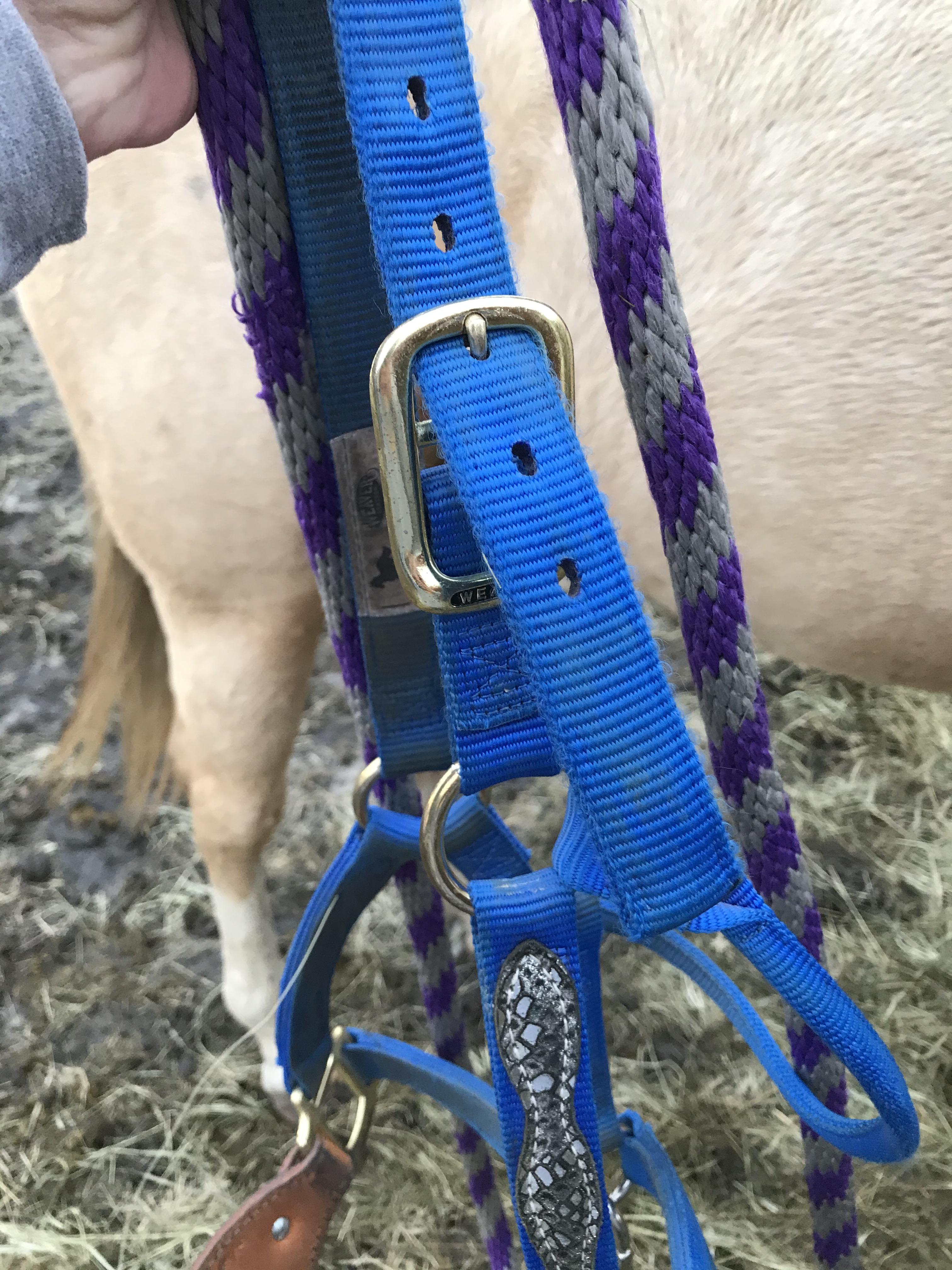 How to Properly Halter a Horse Introduction 5 Steps (with Pictures