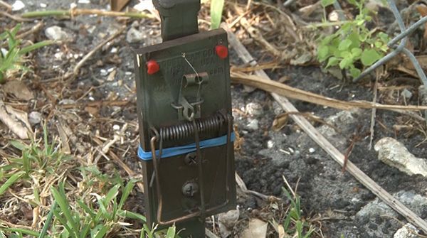 Kipkays: Trip Bang Alarm