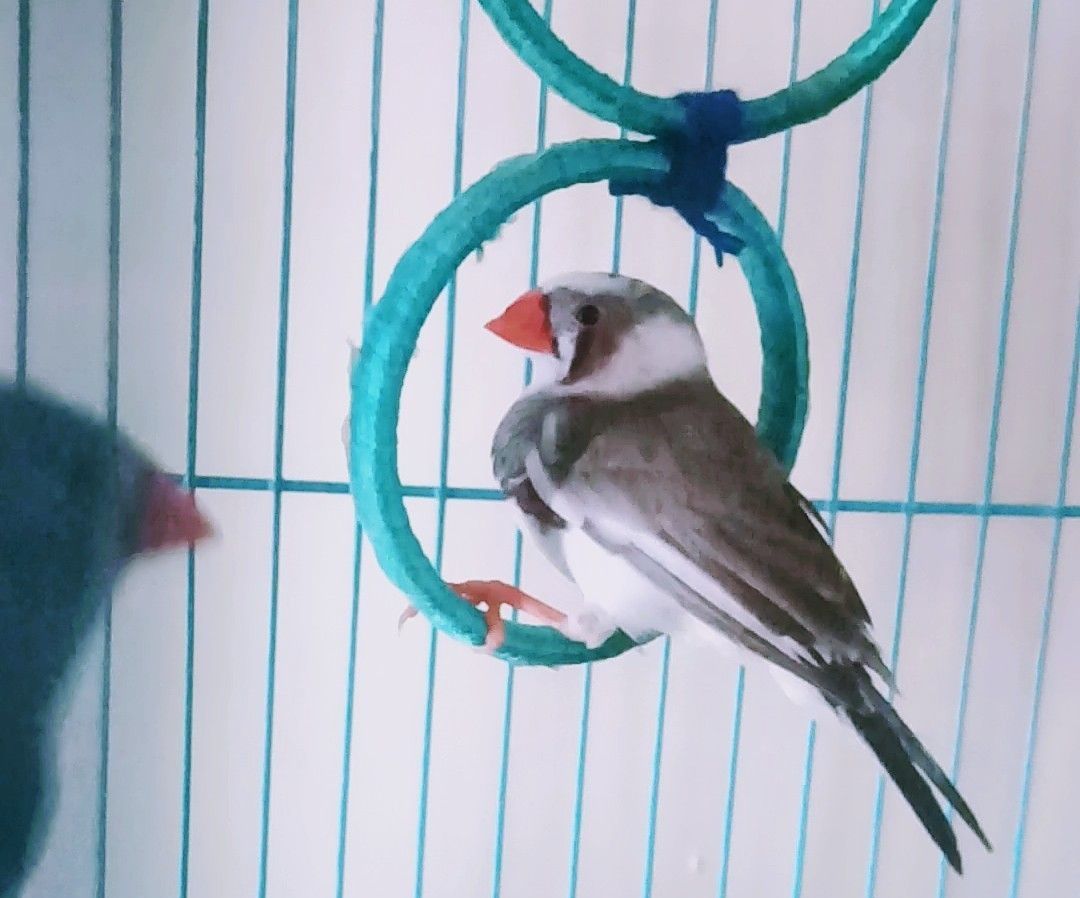 Bird Swings and Bird Treats