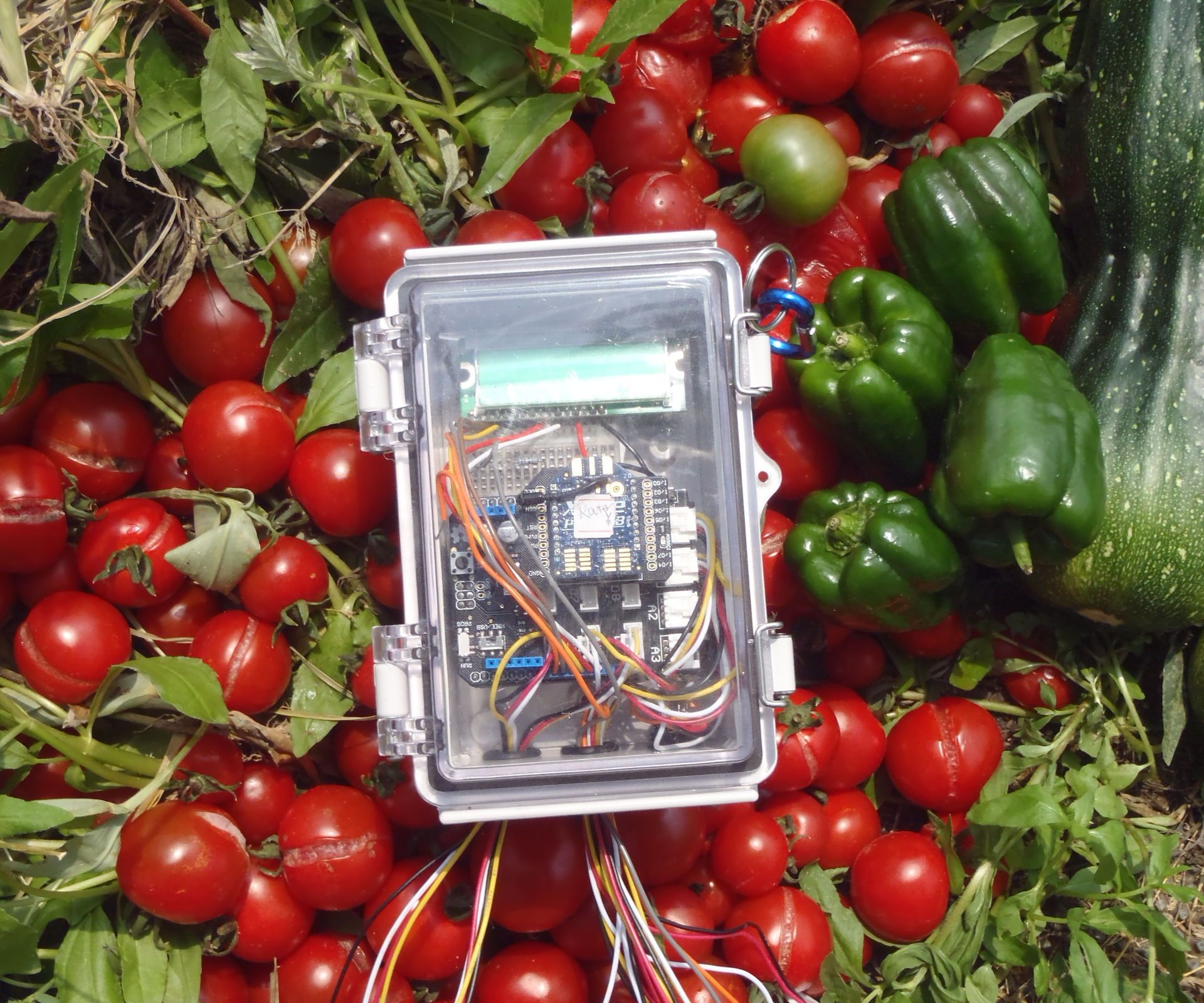 Automated Vegetable Cultivation System 