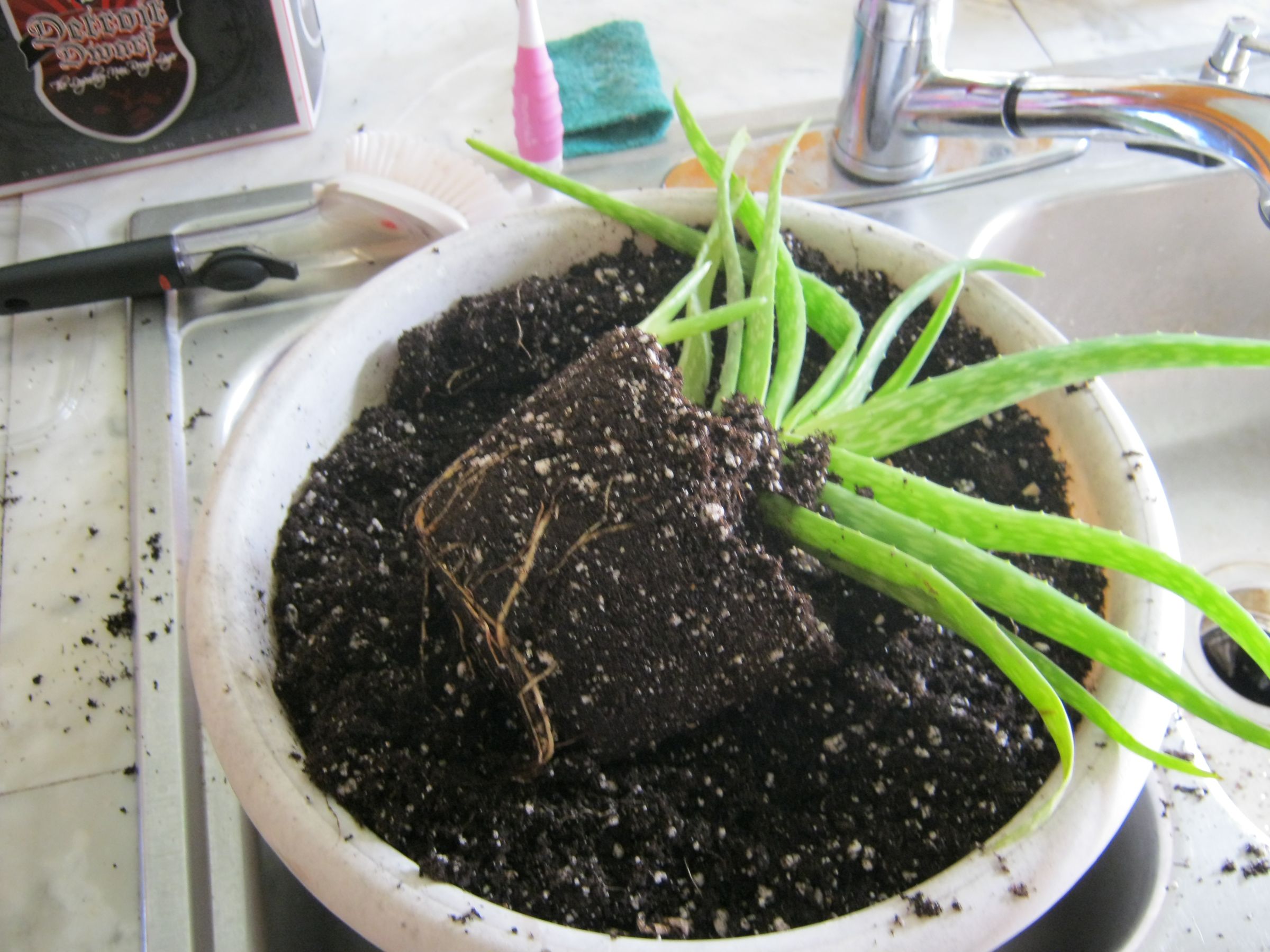 Dividing Aloe Plants (with Pictures) - Instructables