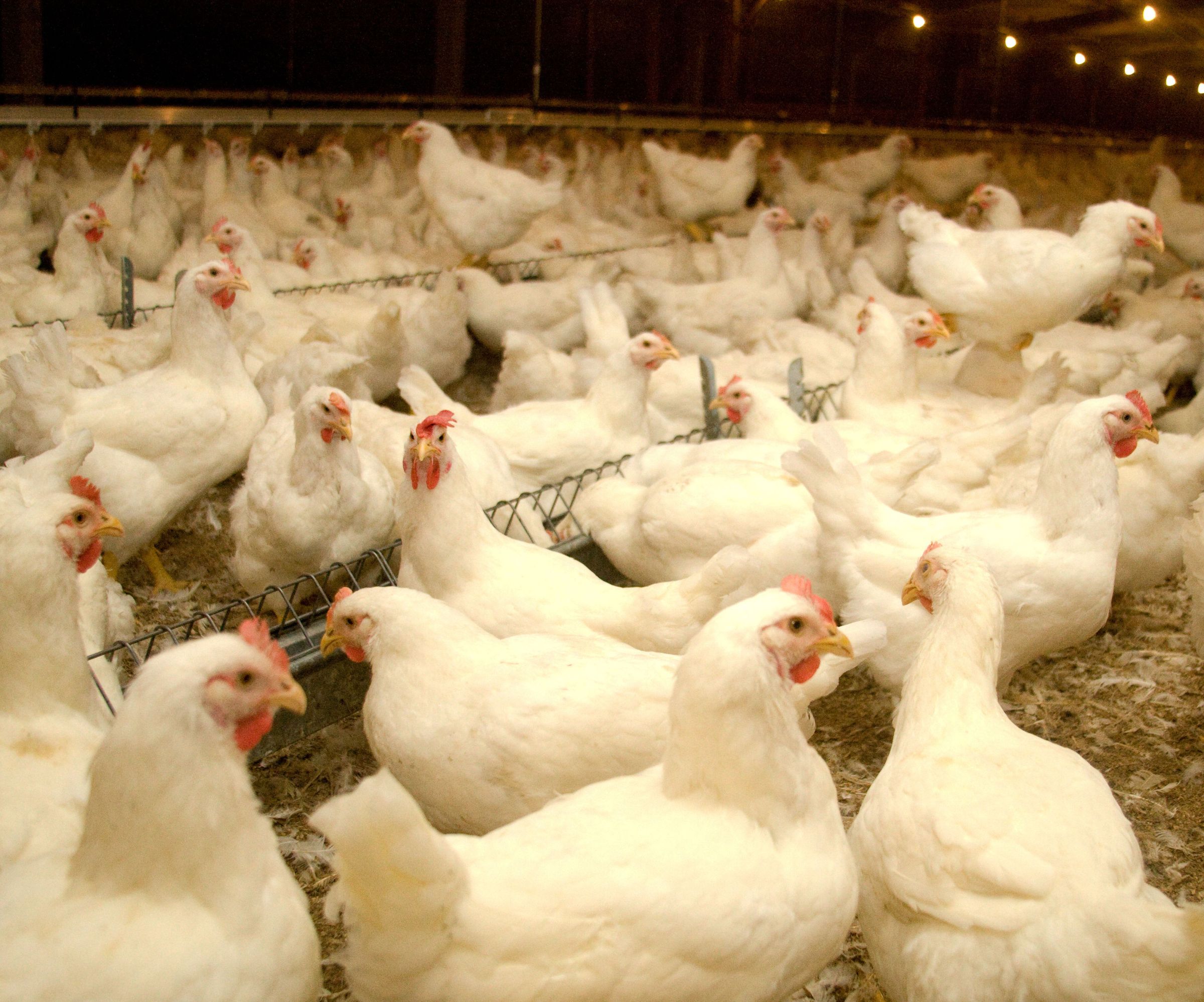 Monitoramento De Temperatura, Umidade E Amônia Em Aviário Com Arduino Uno