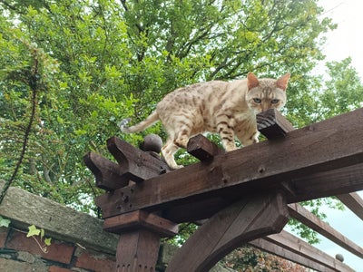 Final Flourishes - Braces and Finials