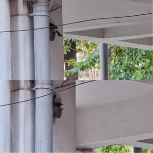 Installing Bottle Nests - How Recycled DIY Birdhouses Attracted Red-Vented Bulbuls