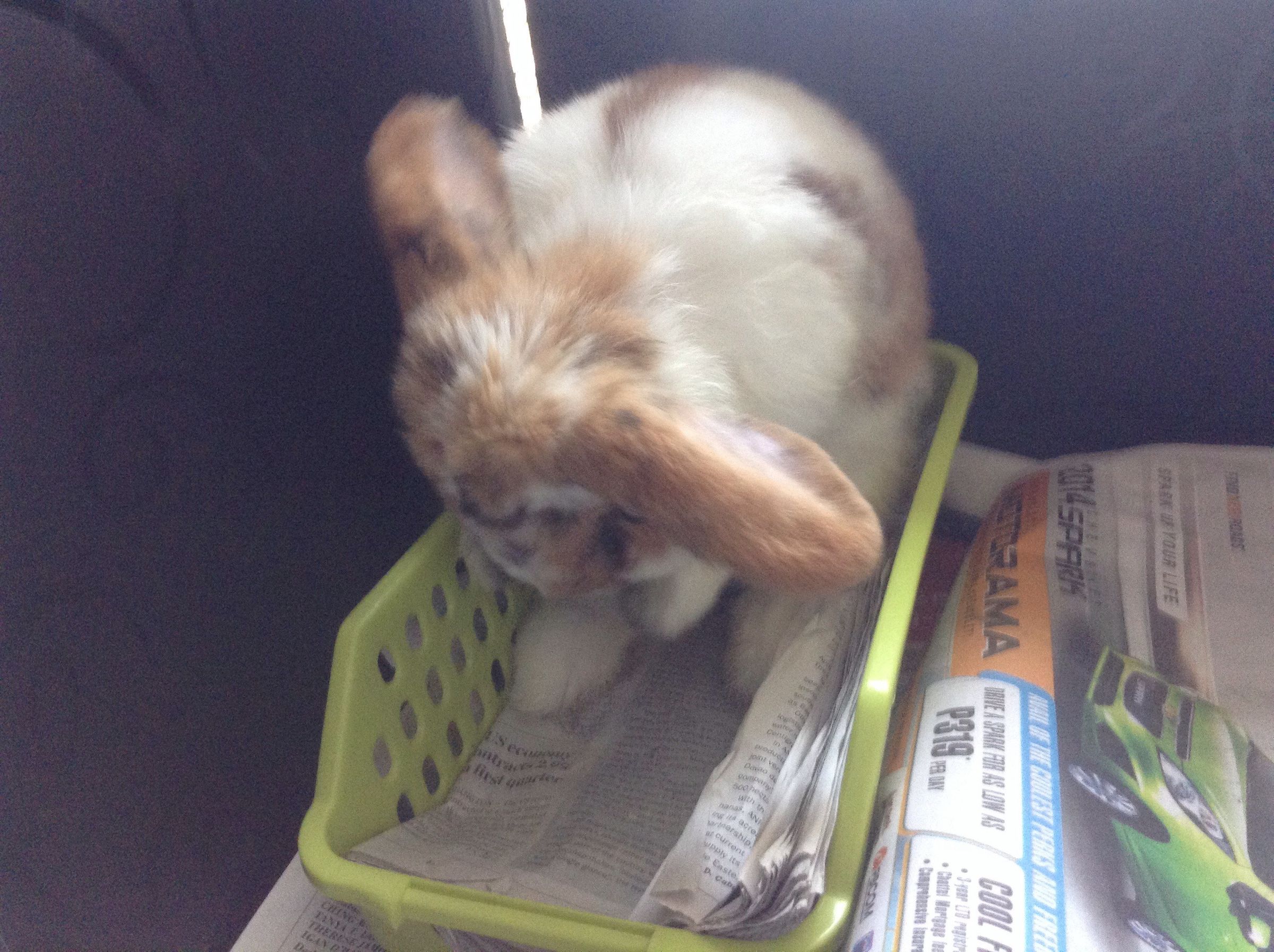 How to Litter Train Your Rabbit 4 Steps Instructables