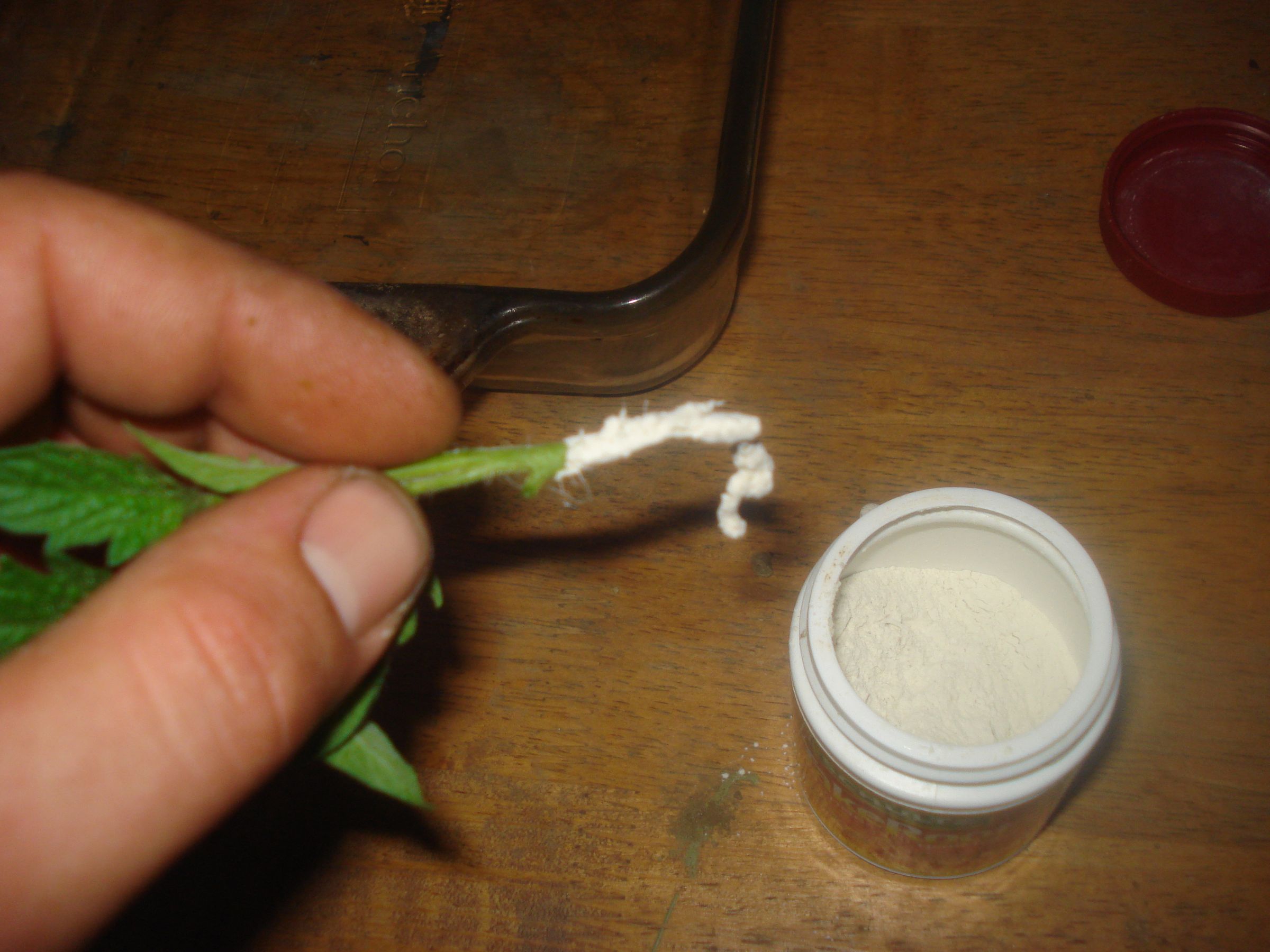 Clone a Tomato Plant (and Fill Your Garden for FREE!)
