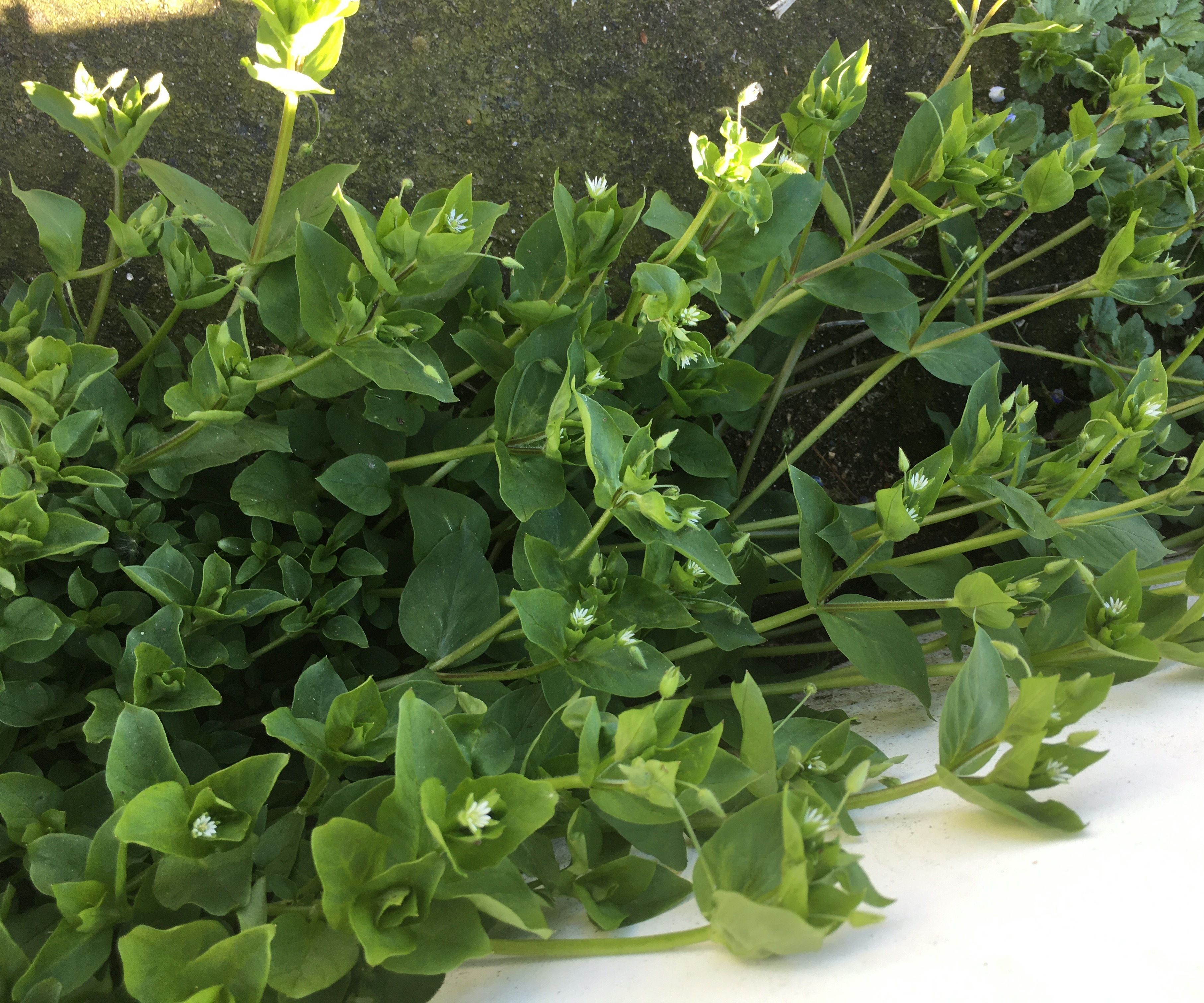 Foraging for My Supper