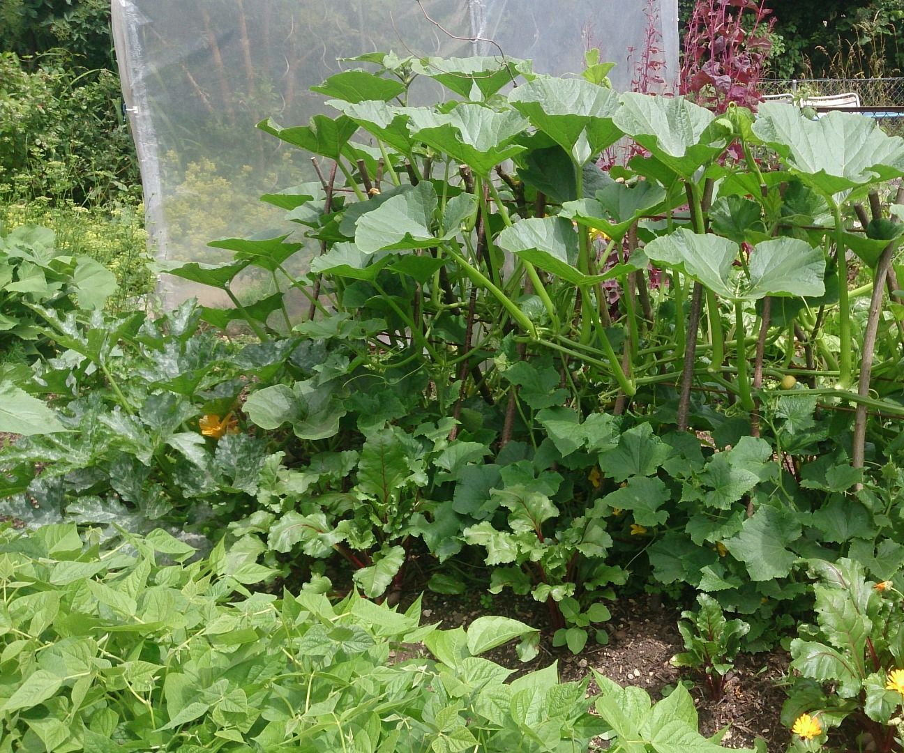 Plant Climbing Frame
