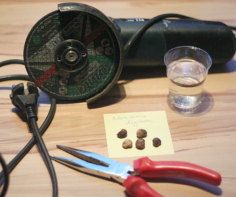 Baobab Germination - the Angle Grinder Method
