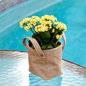Plants As Indoor Air Pollution Solutions