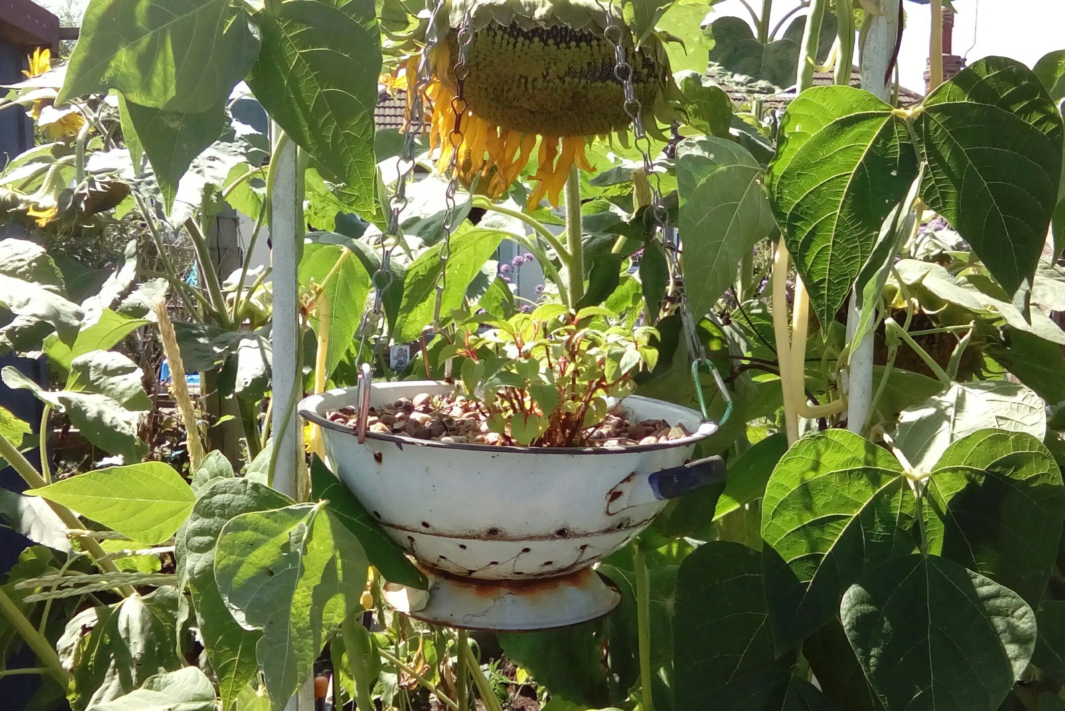 Recycled Hanging Basket