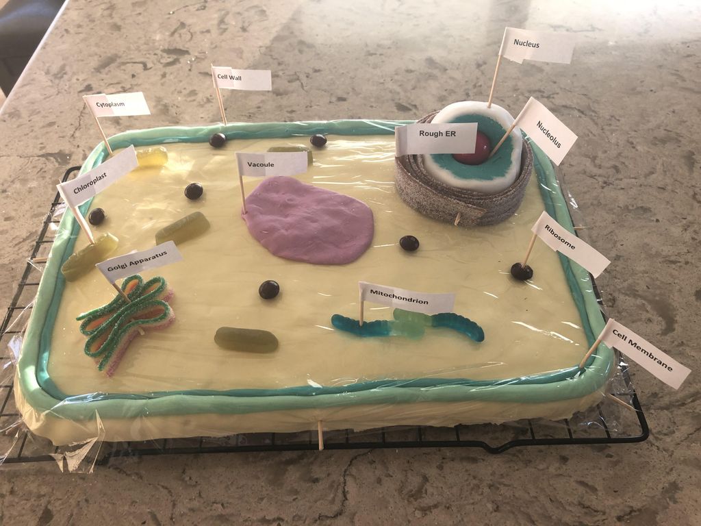 Cell Cake Project Draw 3d Plant Cell Project Cake