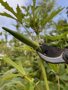 Harvest Your Veggies