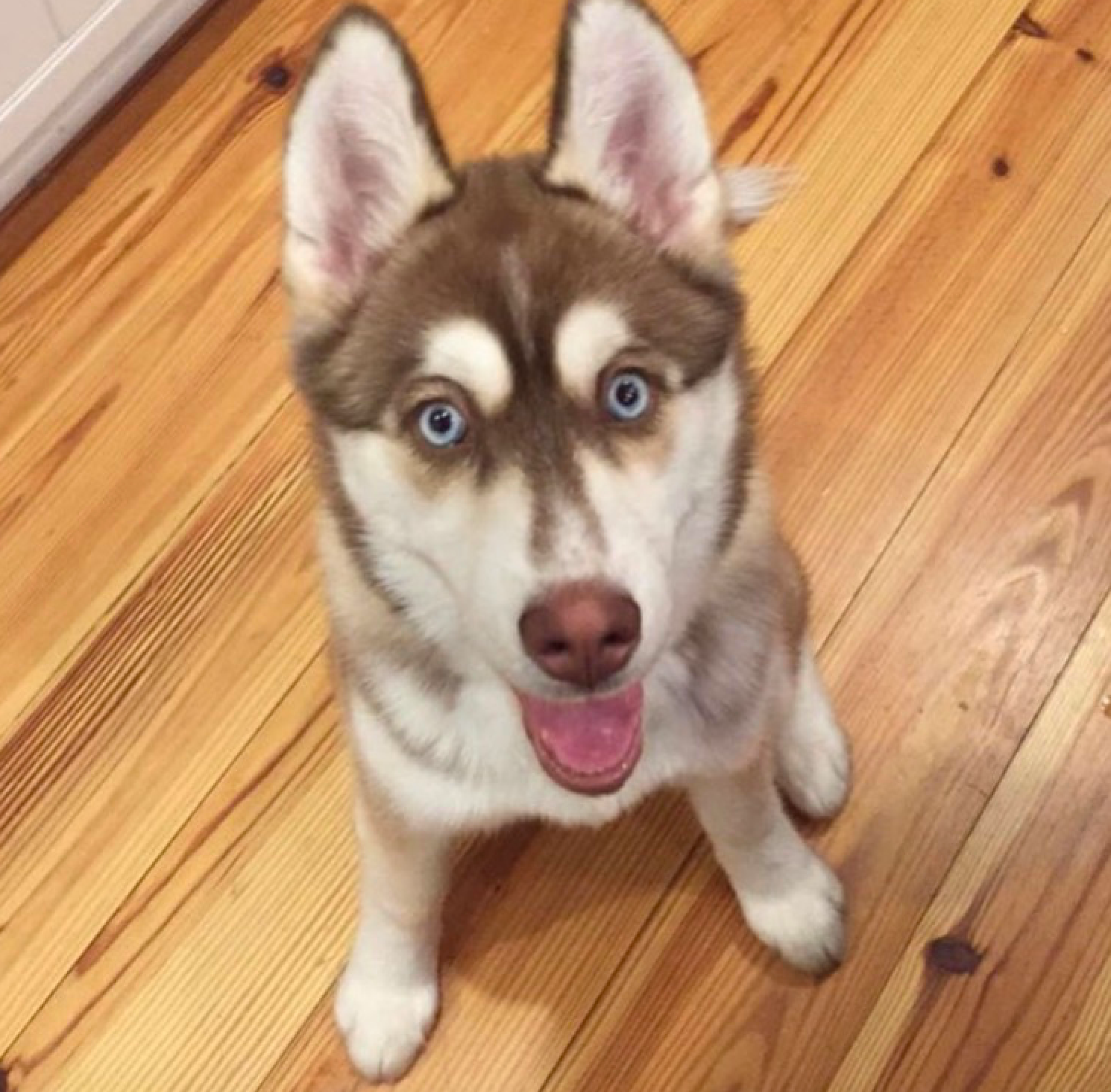 How to Train Your Dog Using an Electric Collar 3 Steps Instructables