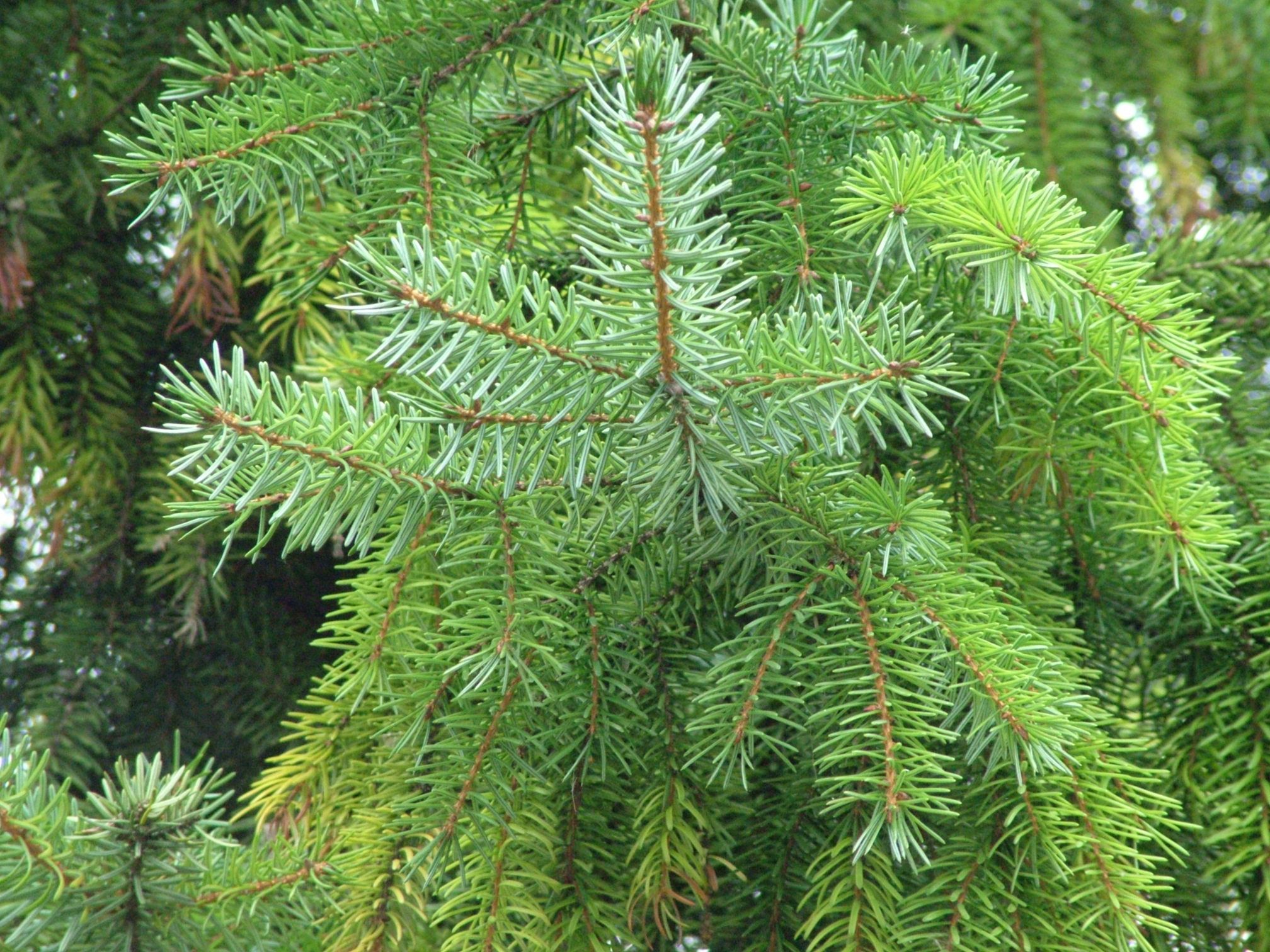 Pine Cut Cure
