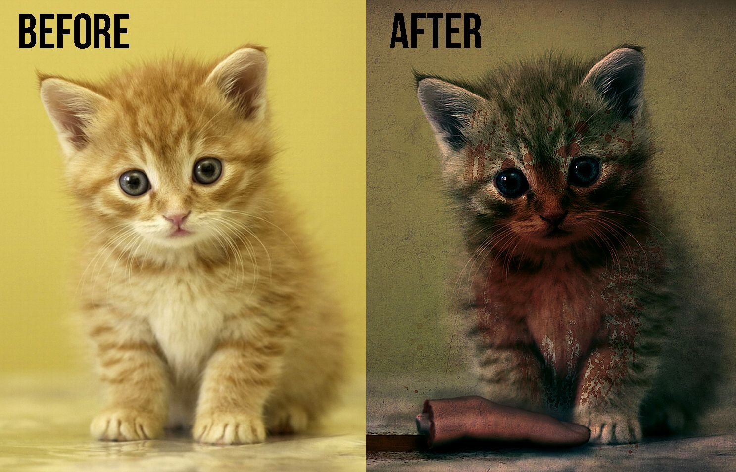 Bad Kitty Photo-Edit