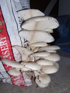 Harvest