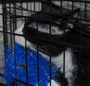 Clean Toilet Brush Use for Cat Scratching