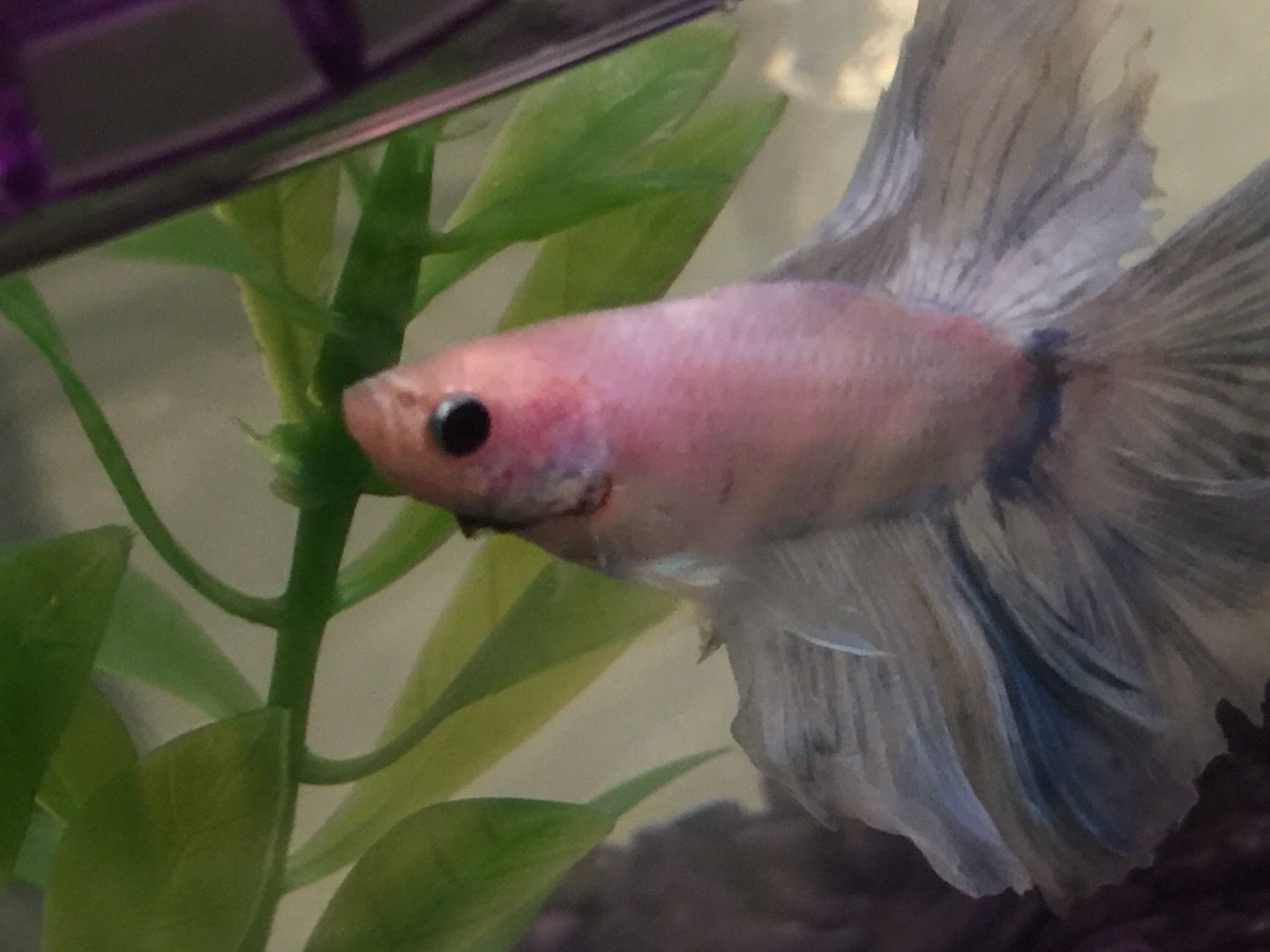 How to Properly House Betta Fish Home 7 Steps Instructables