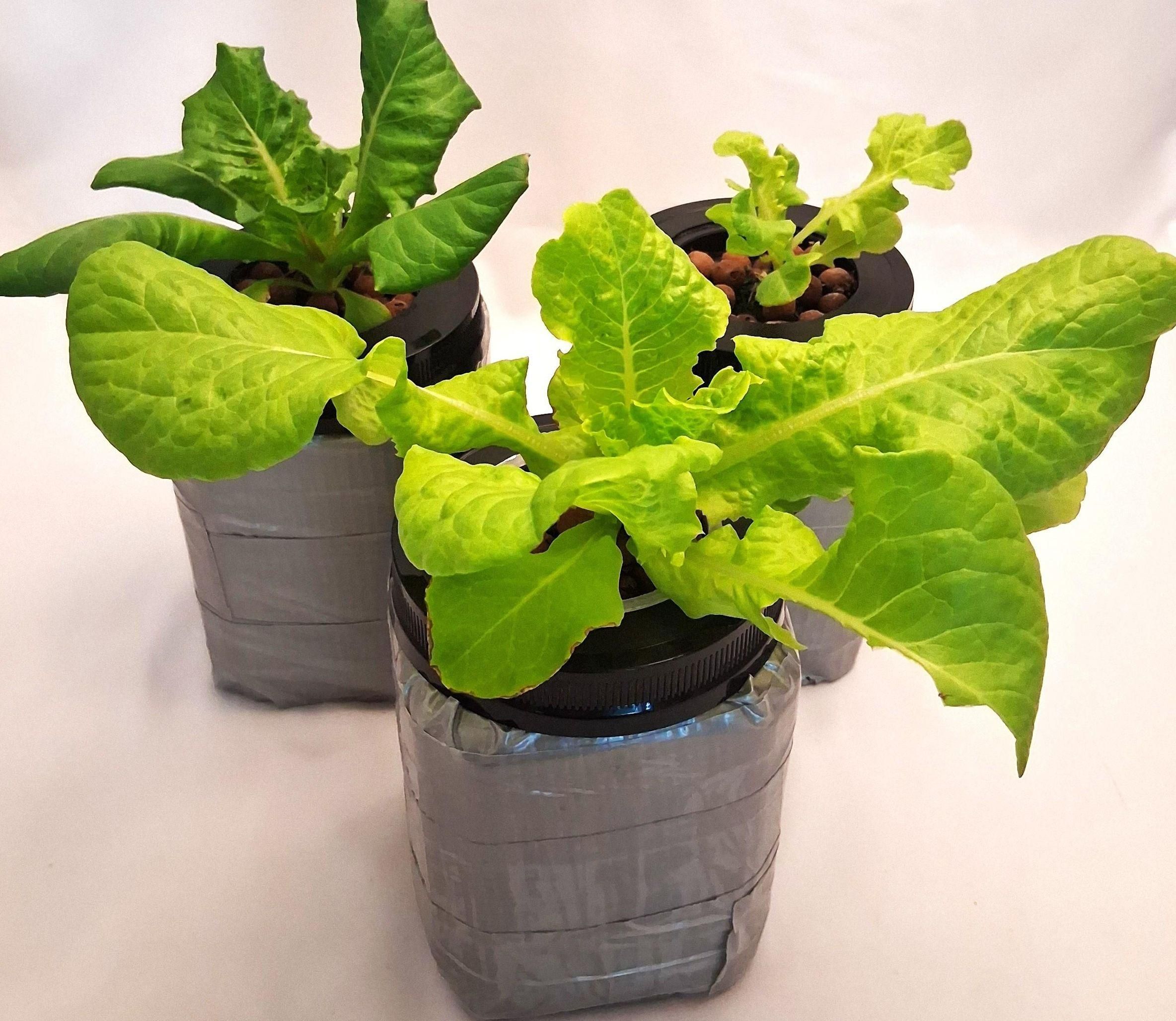 How to Grow Your Own Food by Reusing Containers