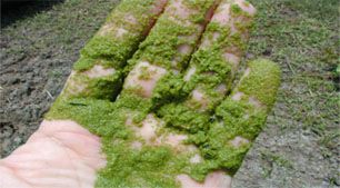 Cultivating Algae for Fuel