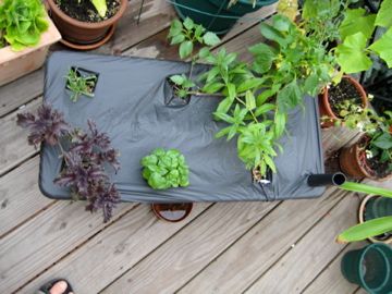 Plant Your Seedlings