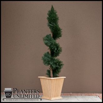Indoor Topiaries for Your Veranda