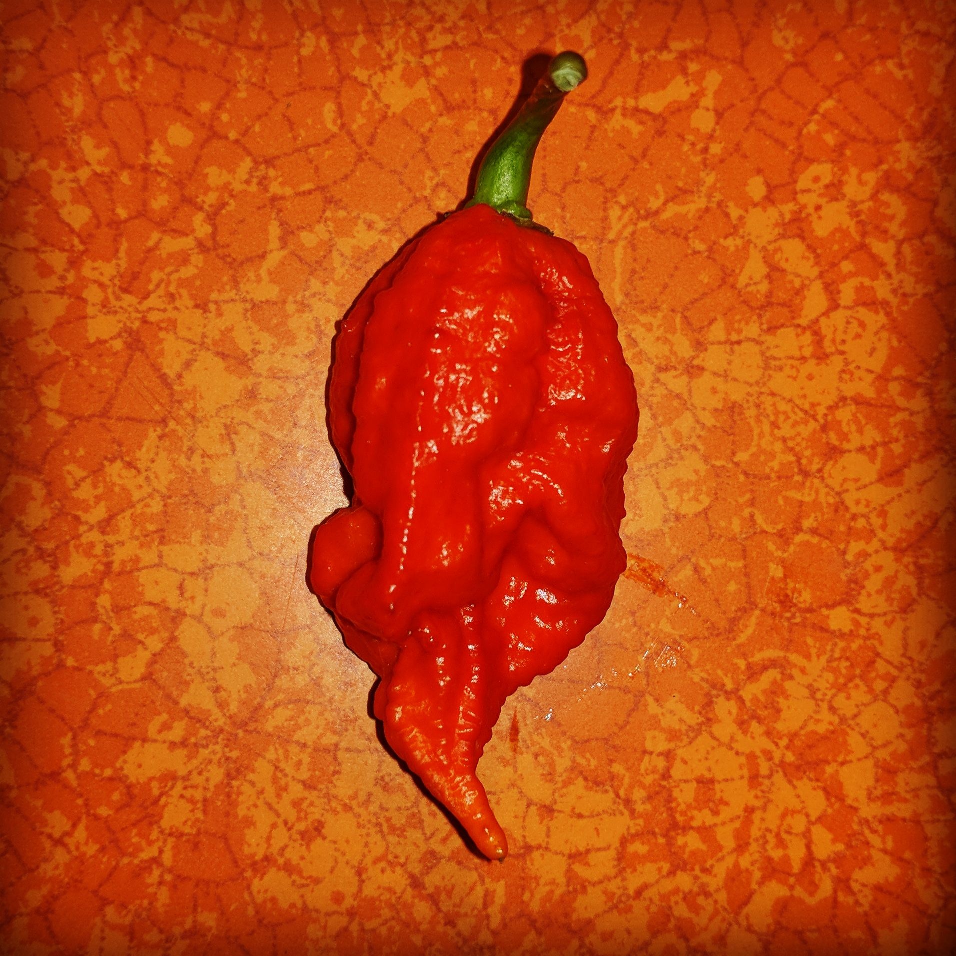 Growing the Carolina Reaper 5 Steps Instructables