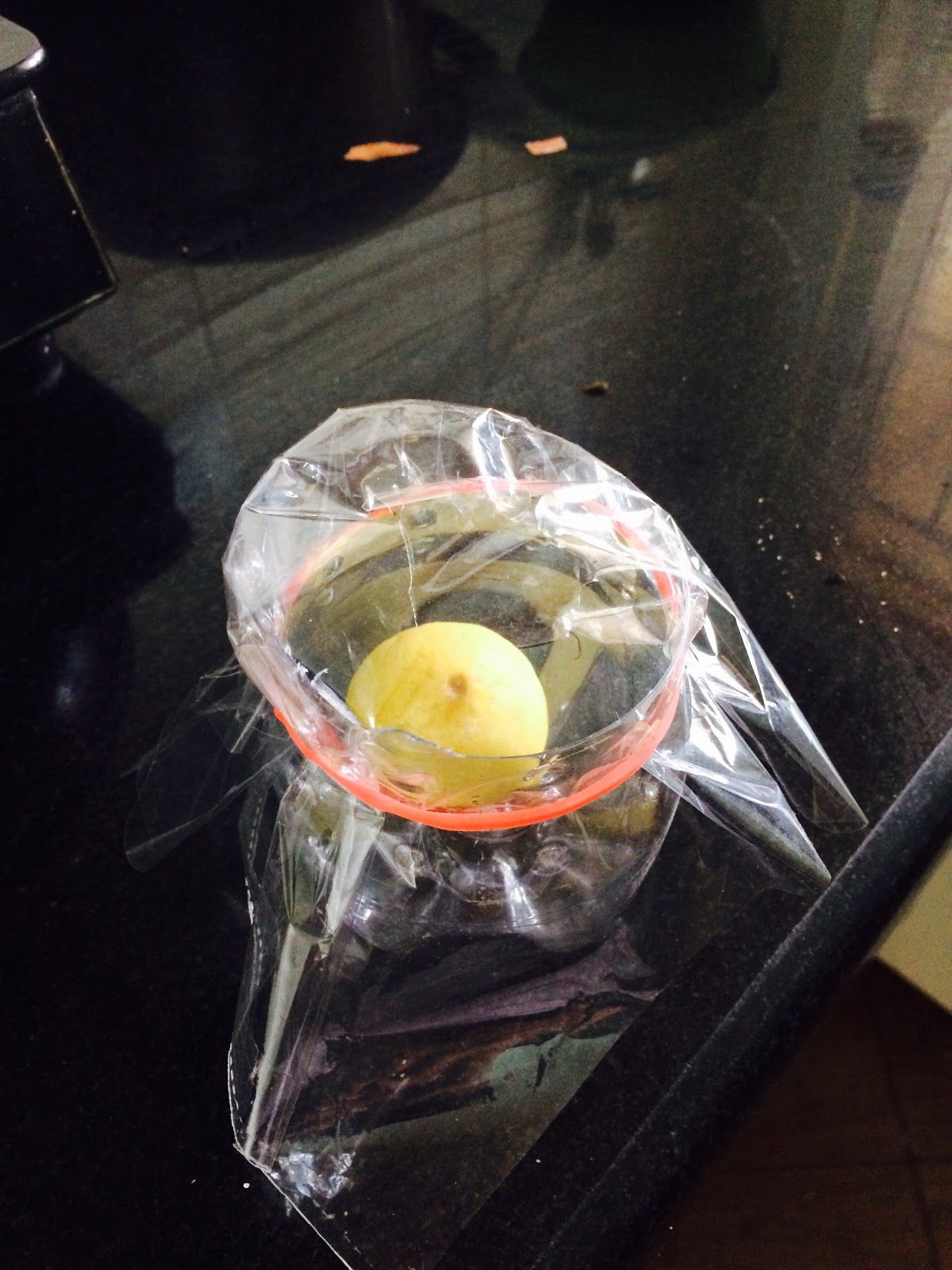 DIY Fruit Fly Trap : 4 Steps - Instructables