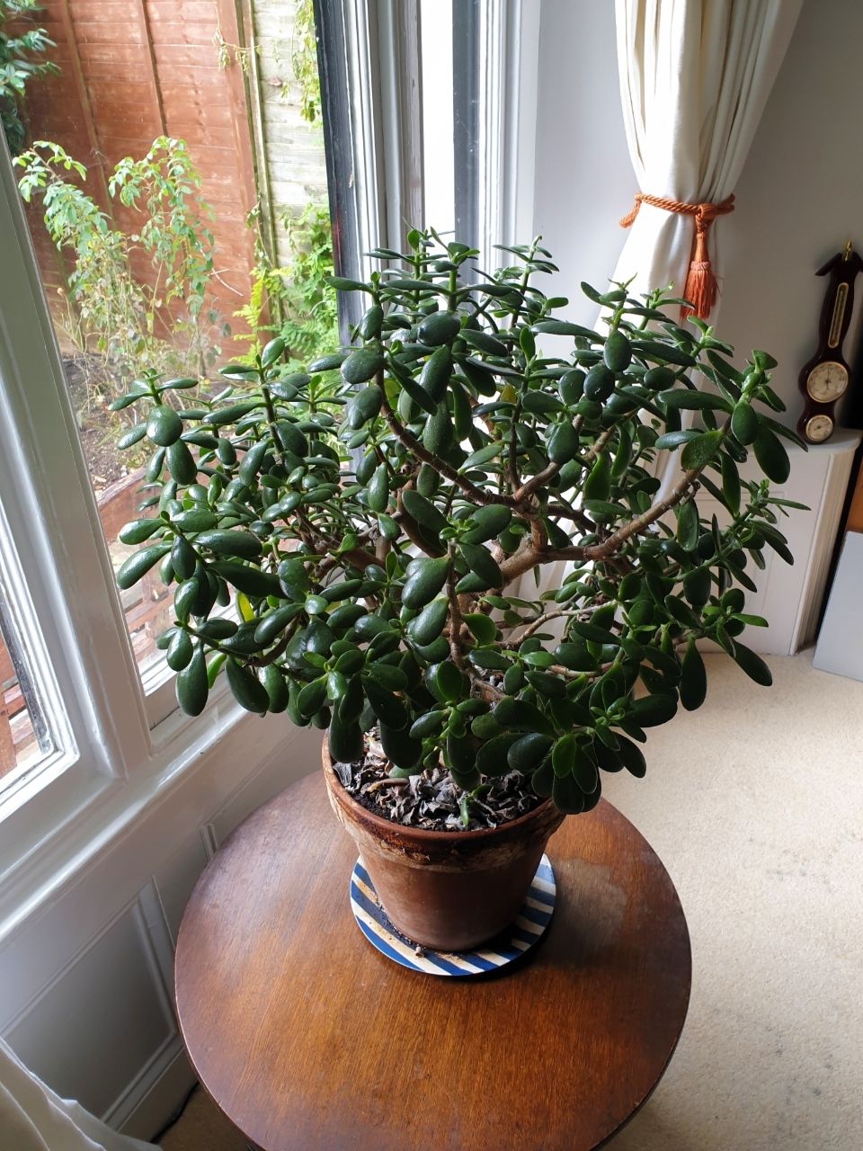 money tree plant name Money Tree (Pachira aquatica) – Rolling Greens