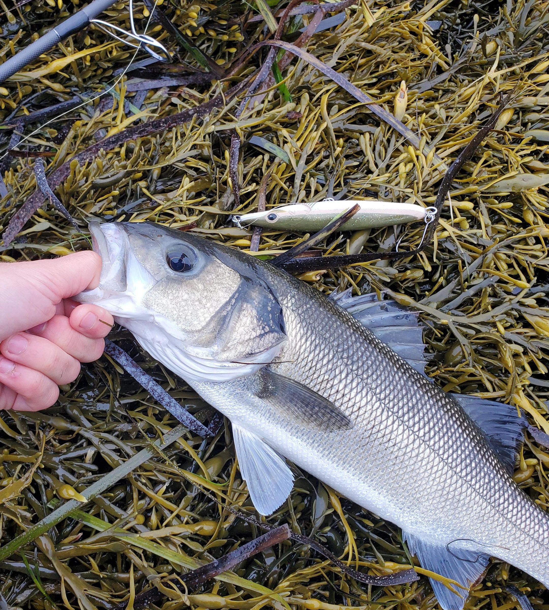 3D Printed Topwater Fishing Lure