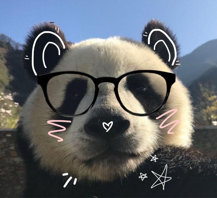 clumsypanda