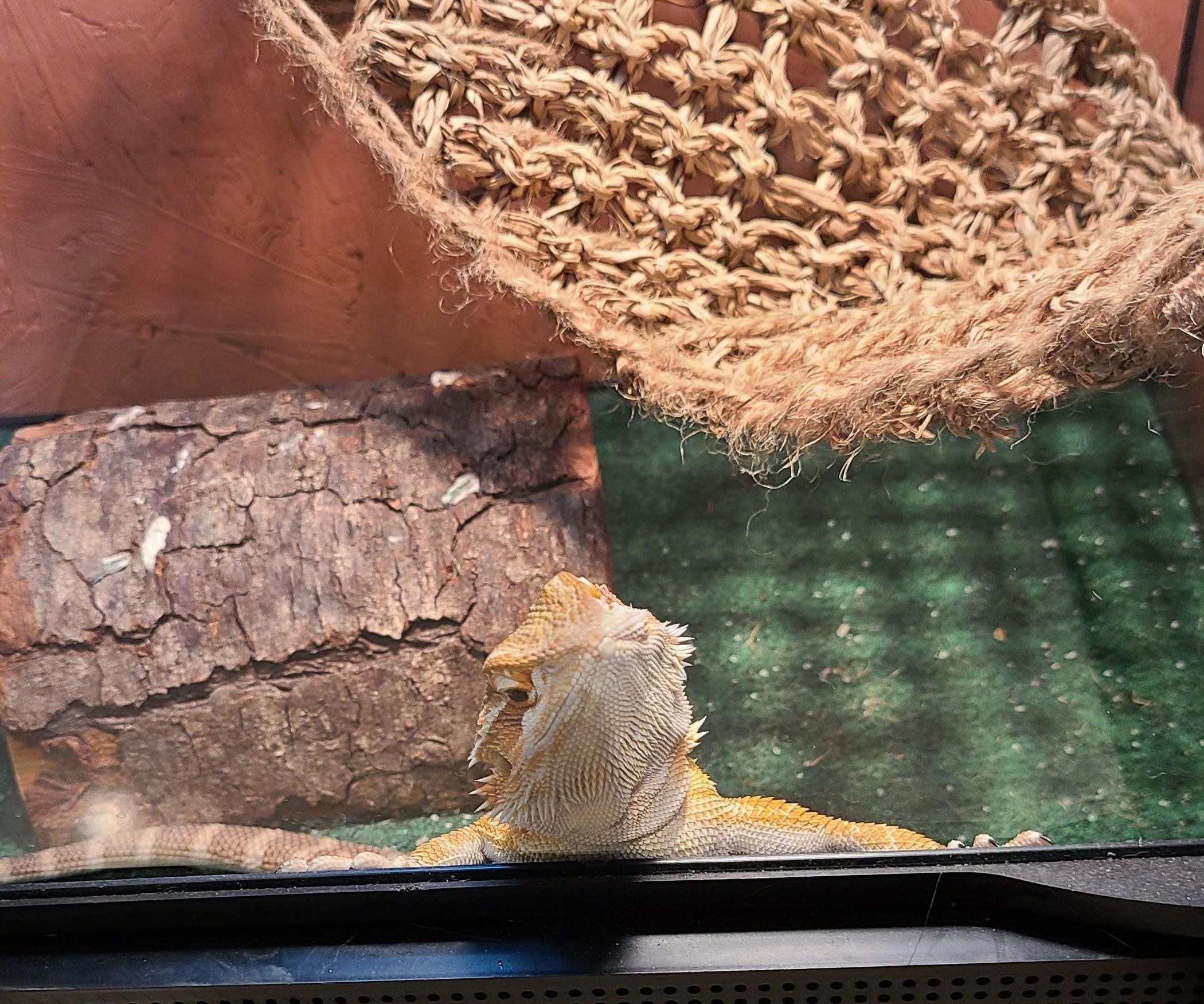 How to Set Up a Bearded Dragon's Enclosure 8 Steps Instructables