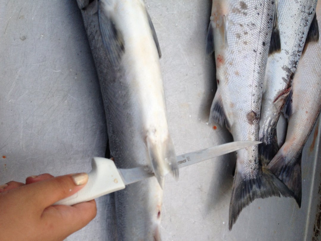 how to clean salmon fish