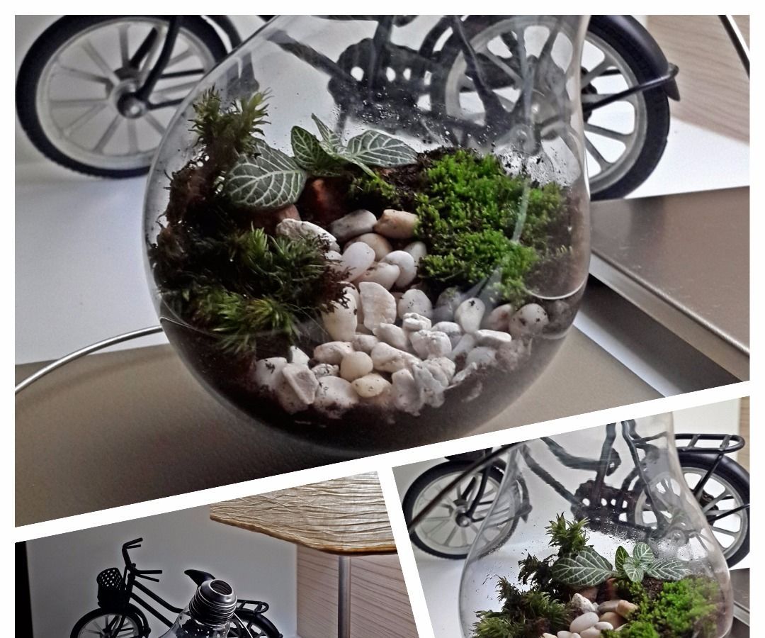 A Terrarium in a Light Bulb