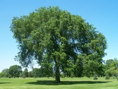 How to Cool Your Home Naturally Without Air Conditioning