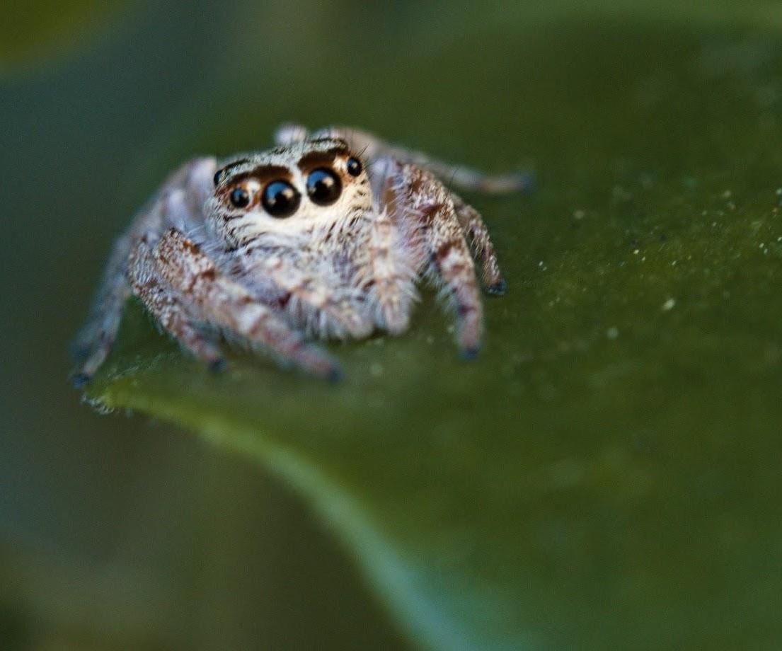 3D Print Your Macro Photography (Part #1 Introduction)