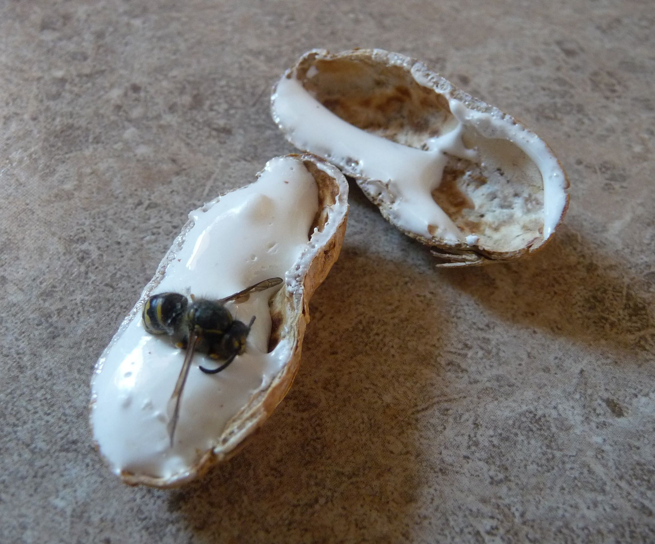 The Best Peanut Prank Ever!